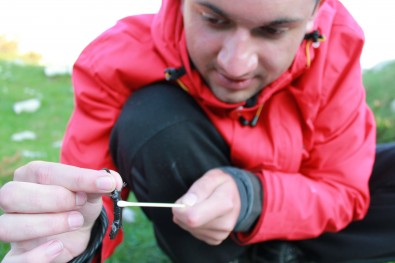 uzorkovanje za testiranje hitridiomikoze / sampling for chytridiomycosis testing